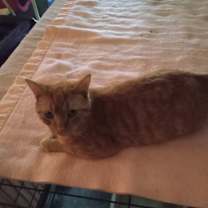 Thumbnail photo of Tiger #1