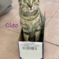 Thumbnail photo of Cleo #2