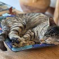 Thumbnail photo of Cleo #4