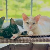 Thumbnail photo of Saffron #3