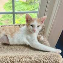 Thumbnail photo of Saffron #4