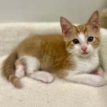 Thumbnail photo of Morris #3