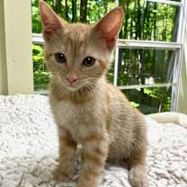 Thumbnail photo of Opie #3