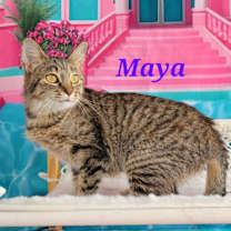 Thumbnail photo of Maya #1