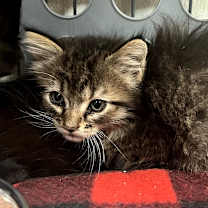 Thumbnail photo of Evie #2