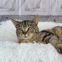 Thumbnail photo of Wonder Woman #3