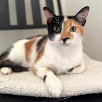 Thumbnail photo of Ember #1