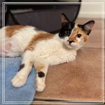 Thumbnail photo of Ember #2