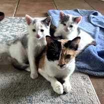 Thumbnail photo of Ember #3