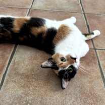 Thumbnail photo of Ember #4