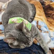 Thumbnail photo of Maggie #2