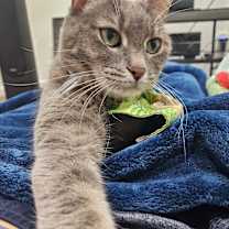 Thumbnail photo of Maggie #3