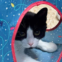 Thumbnail photo of Cosimo #2