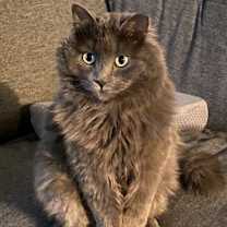 Thumbnail photo of Rocket #1