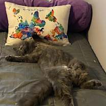 Thumbnail photo of Rocket #4