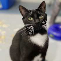 adopt-pet