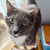 Thumbnail photo of Gracie #1