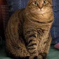 Thumbnail photo of Whisper (FCID# 06/07/2021 - 97) C #3