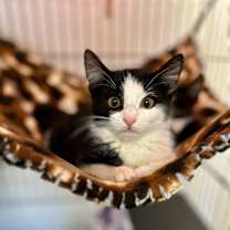 Thumbnail photo of Tootsie #4