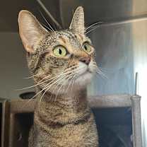 Thumbnail photo of Redstart 17 #3