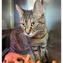 Thumbnail photo of Redstart 17 #4