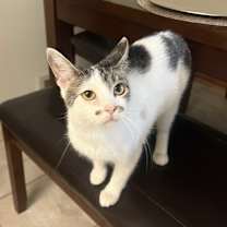 Thumbnail photo of Gracie #1