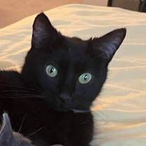 Thumbnail photo of Cassiopeia #4