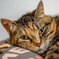 Thumbnail photo of Mao-Mao #3