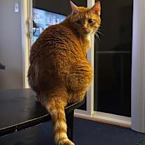 Thumbnail photo of Rusty #4