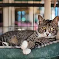 Thumbnail photo of Tiger #2