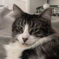 Thumbnail photo of Rusty (bonded to Misty) #2