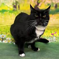 Thumbnail photo of 251301  Molly #1