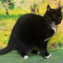 Thumbnail photo of 251301  Molly #2