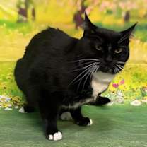 Thumbnail photo of 251301  Molly #4