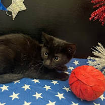 Thumbnail photo of Tansy #3