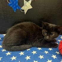 Thumbnail photo of Tansy #4