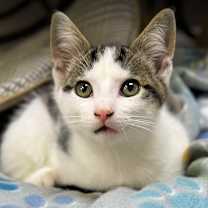 Thumbnail photo of Charlie #2