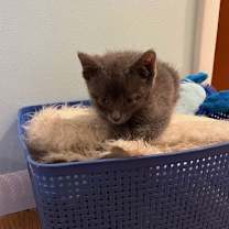Thumbnail photo of Cashmere #1