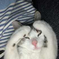 Thumbnail photo of 44 #1