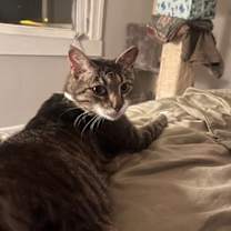 Thumbnail photo of Midas #2