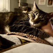 Thumbnail photo of Midas #3