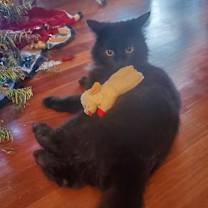 Thumbnail photo of Beatrix #2