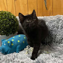 Thumbnail photo of CRICKET  #1