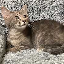 Thumbnail photo of HONEYDEW #1