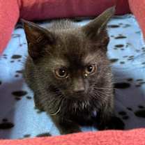 Thumbnail photo of SUNFLOWER  #2