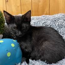 Thumbnail photo of SUNFLOWER  #4