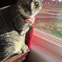 Thumbnail photo of Shadow #1