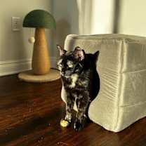 Thumbnail photo of Jinxie #3