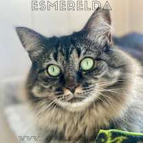 Thumbnail photo of Esmerelda #1