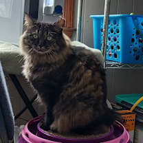 Thumbnail photo of Esmerelda #4